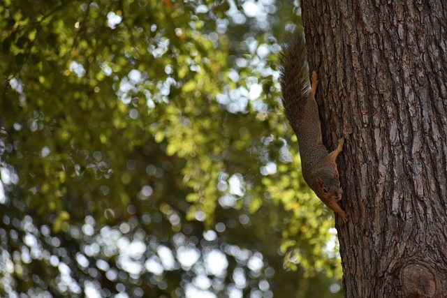 借主场优势 借主场优势