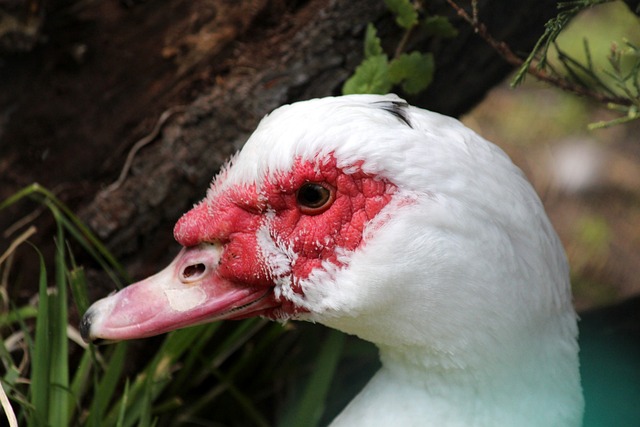 内部矛盾的 内部矛盾的
